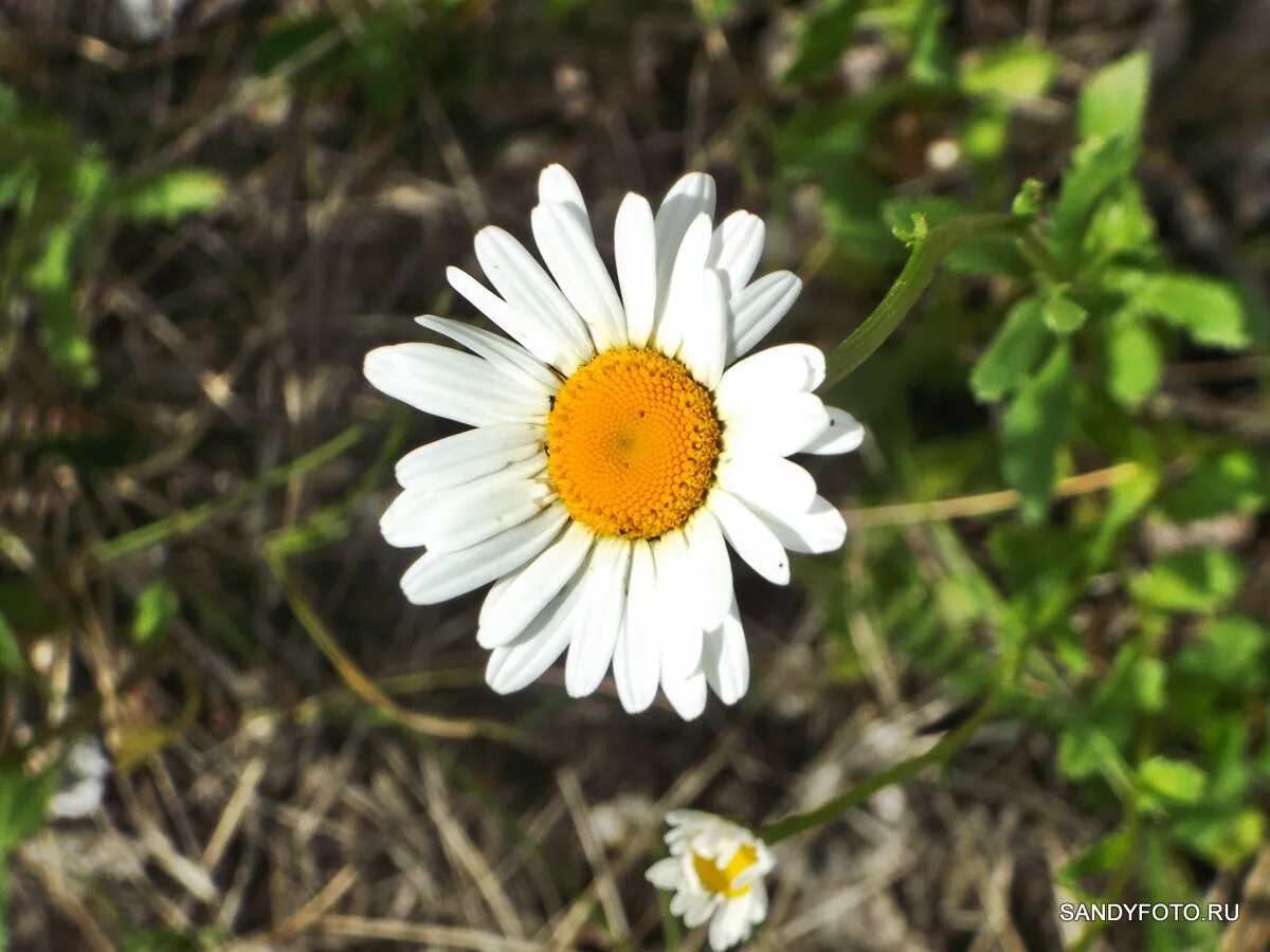 Ромашка и крапива вместе. Ромашки песня слова. Дикая полевая астра белая. Песни про ромашки. Ромашка белая песня слова.