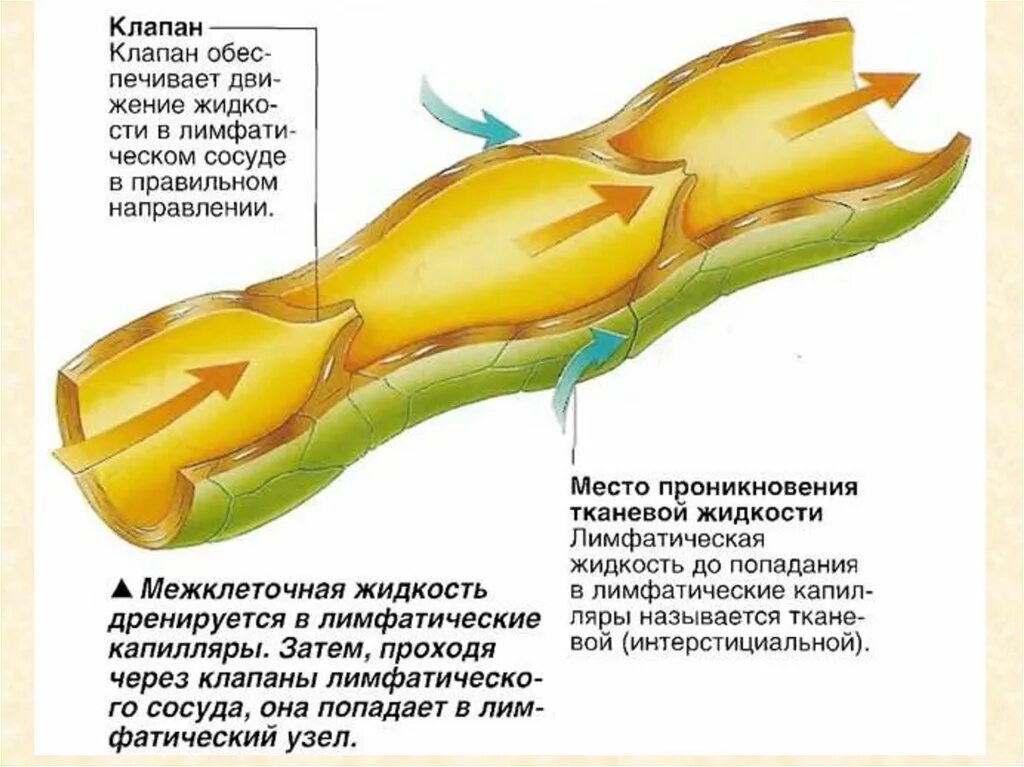 Движение лимфатических сосудов. Строение лимфатических сосудов. Клапаны лимфатической системы. Схема строения лимфатического сосуда. Строение лимфатического сосуда анатомия.