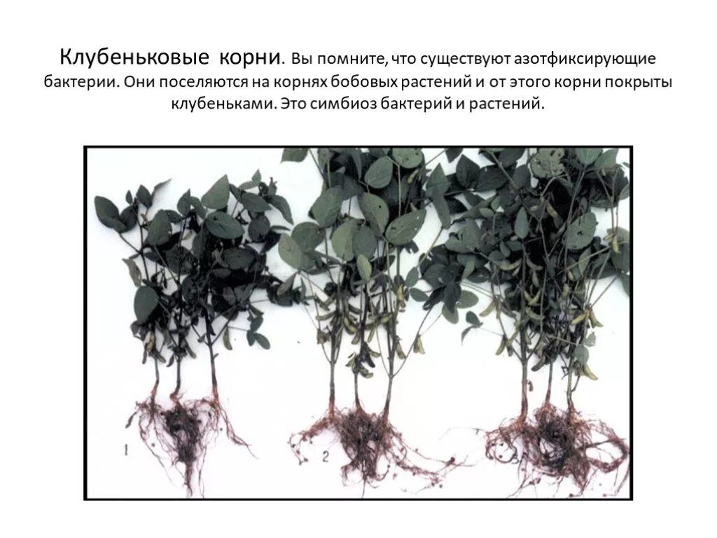 Клубеньковые растения на корнях бобовых растений. Клубеньковые азотфиксирующие бактерии симбиоз. Азотфиксирующие бактерии на корнях бобовых. Клубеньковые азотфиксирующие бактерии. Микориза бобовых.