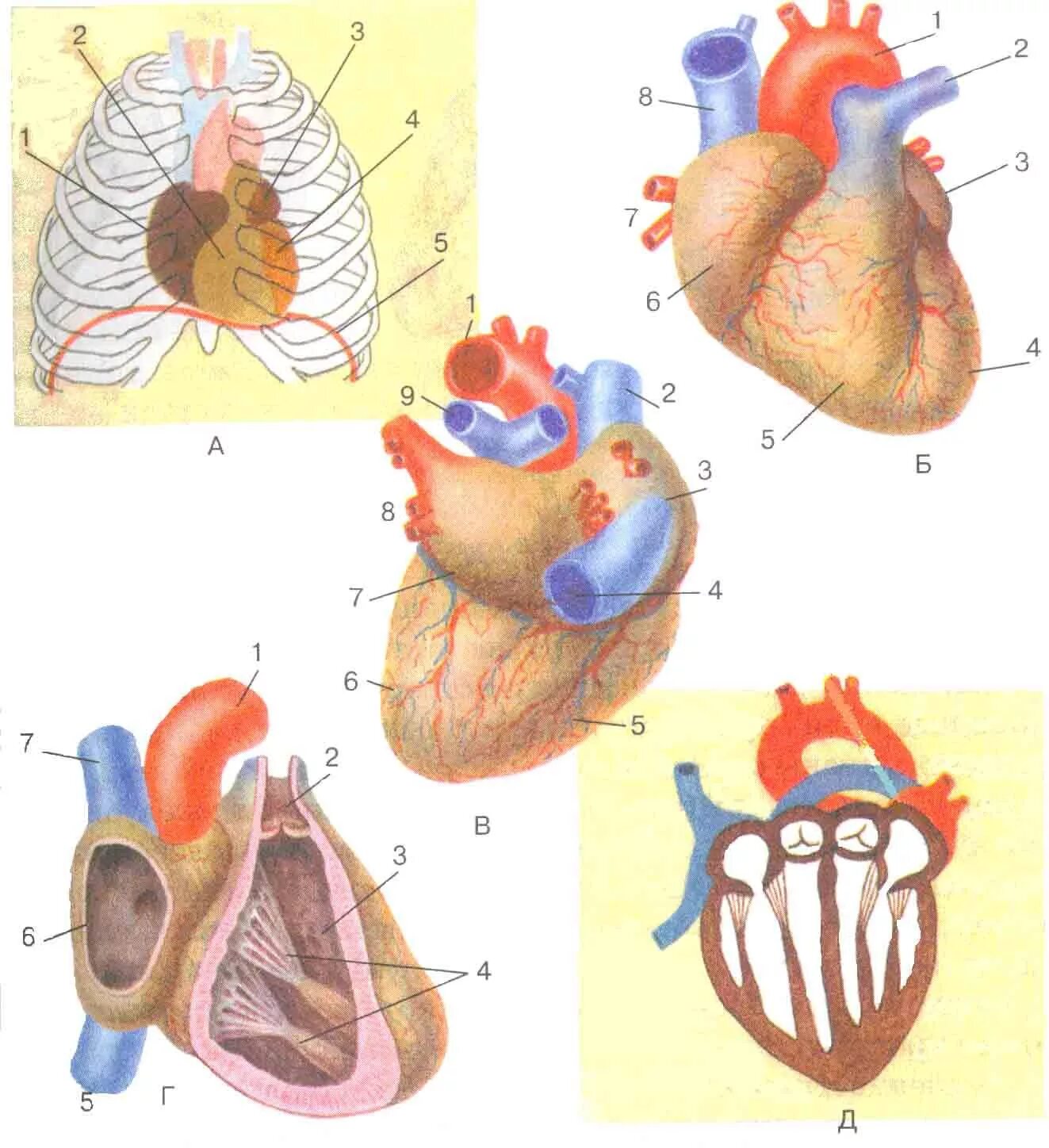 Обозначьте рисунок строение сердца. Строение сердца и сосуды связанные с сердцем. Рис 65 сердце и сосуды связанные с сердцем. Сердце человека анатомия 8 класс. Рис строение сердца.