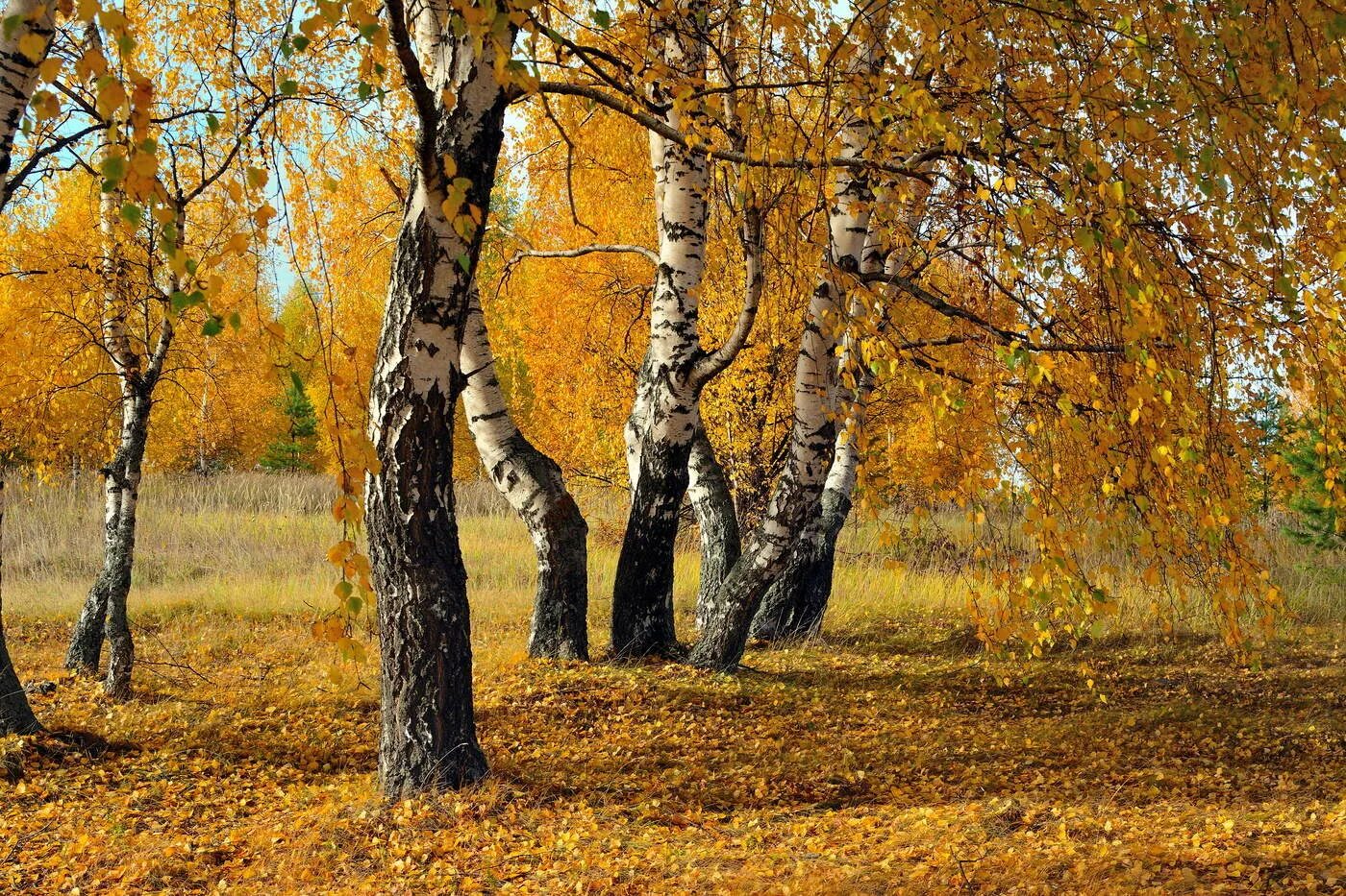 Октябрь березки