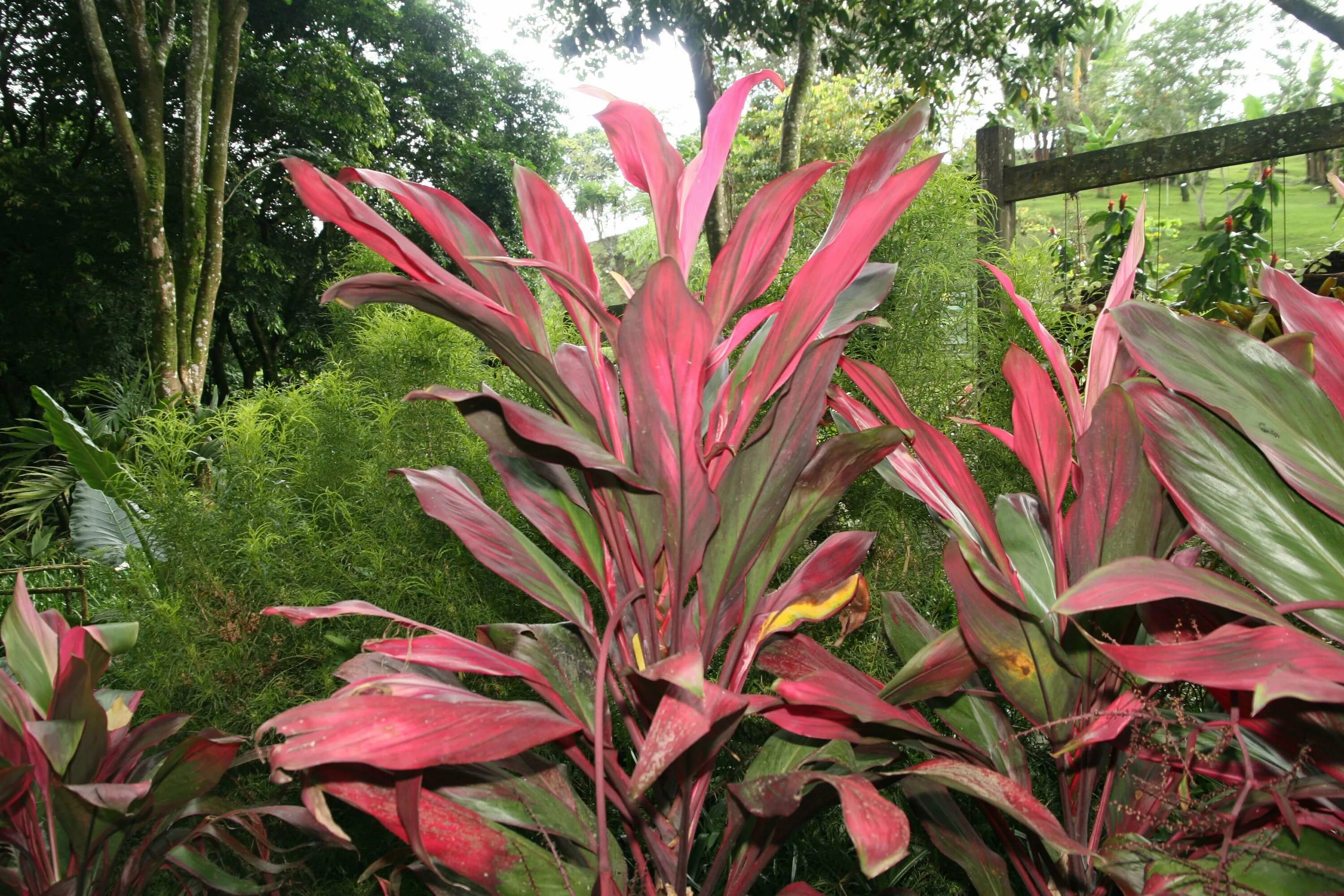 Кордилина красная cordyline rubra. Кордилина кустарниковая. Кордилина кустарниковая. Кордилина терминалис. Кордилина конга.