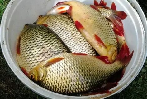 Какая рыба ест карася