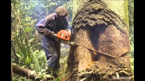 Cut down plant