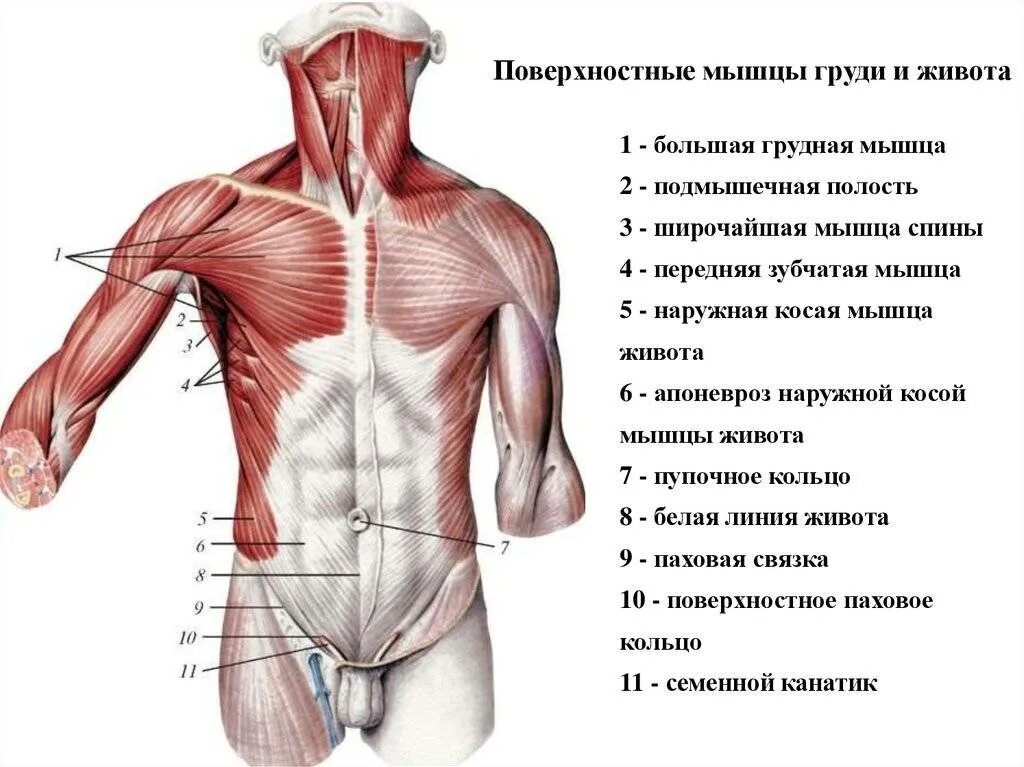 Какие мышцы относятся к мышцам туловища ответ. Мышцы грудины анатомия с названиями. поверхностные мышцы туловища спереди. строение тела мышц сзади. мышцы груди, туловища спереди.