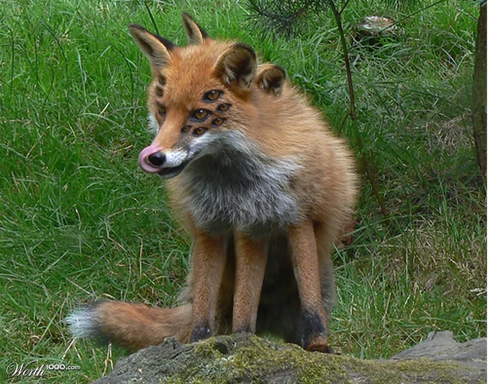 Диса рост. Упоротый лис. Дима из дмо в полный рост. Кристина мем. Мышкование лисы.