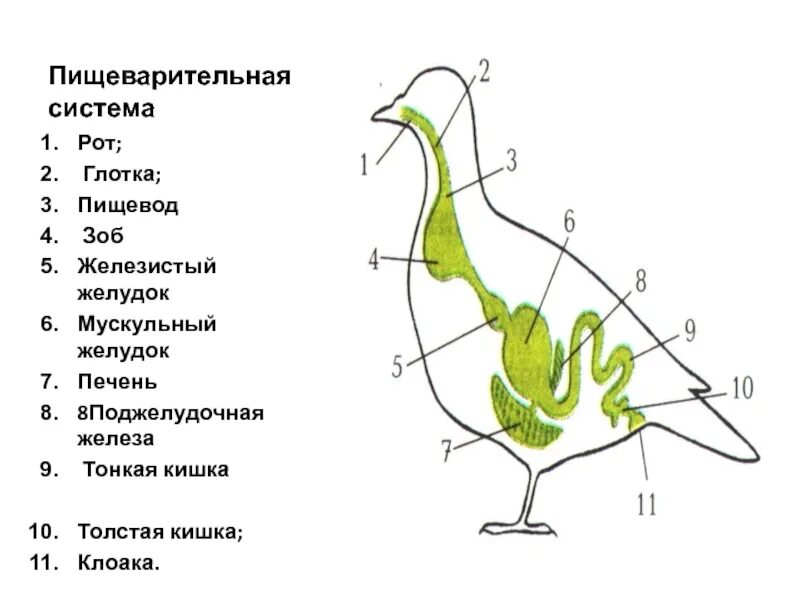 Пищевод зоб