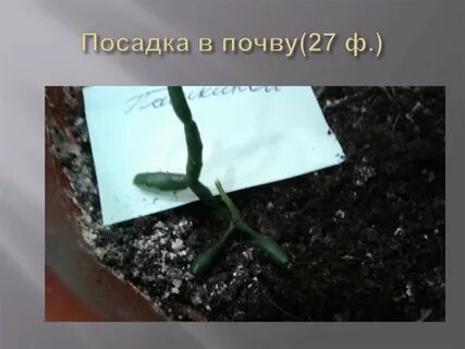 Молочай размножение черенками