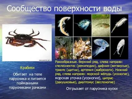Водные обитатели и их проблемы