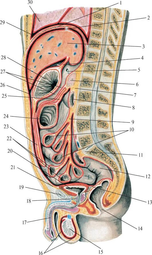 Найти мужской орган. Брюшина строение ход брюшины. Ход брюшины топографическая анатомия. Ход брюшины на сагиттальном разрезе. Полость брюшины Сагиттальный разрез.