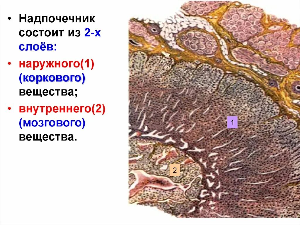 Гипофиз надпочечников. Мозговой слой надпочечников гистология. Корковое вещество надпочечников гистология. Мозговое вещество надпочечников гистология. Слои надпочечника гистология.