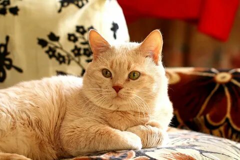 Кот степа