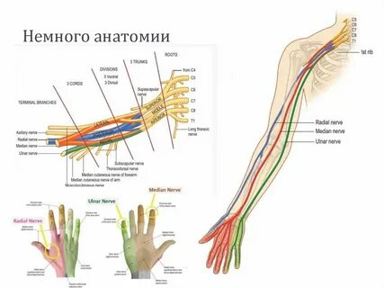 Карпальный канал кисти руки