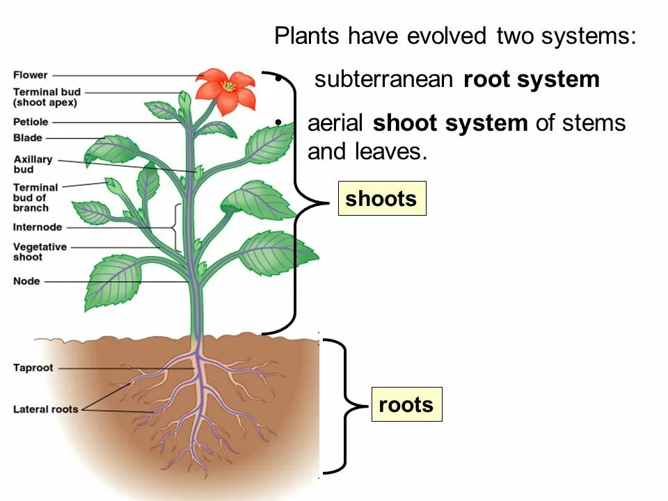 Терминальный цветок. Shoot Plant. Shoots in Plants. Shoot Tip растение. Plant video