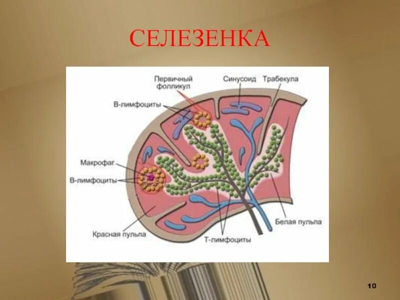 Строение селезенки. Строение селезенки анатомия. Селезенка строение и функции. Строение селезенки анатомия животных. В состав какой системы органов входит селезенка