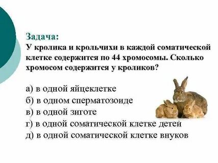 Хромосомы кролика