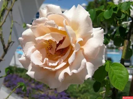 Москва rose