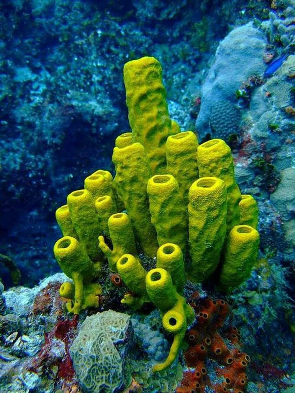 Губки Porifera Spongia. Коралловые полипы рифы. Notocyathus коралл. Морская губка Розациндра.