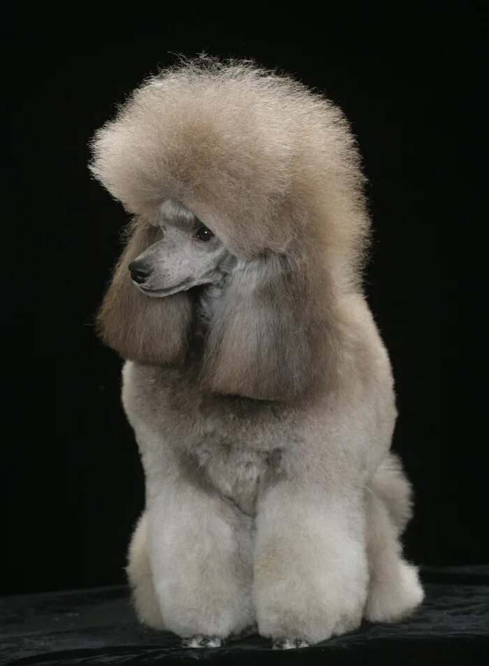 пудель дункан. джентли борн питомник. порода пуделей маленьких белые щенки. белый пудель иллюстрации. описание пуделя.