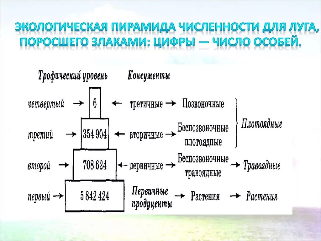 Экологическая пирамида численности. Экологические пирамиды пирамида чисел. Пирамида биомасс пирамида чисел пирамида энергии. Пирамиды численности и биомассы это в биологии.