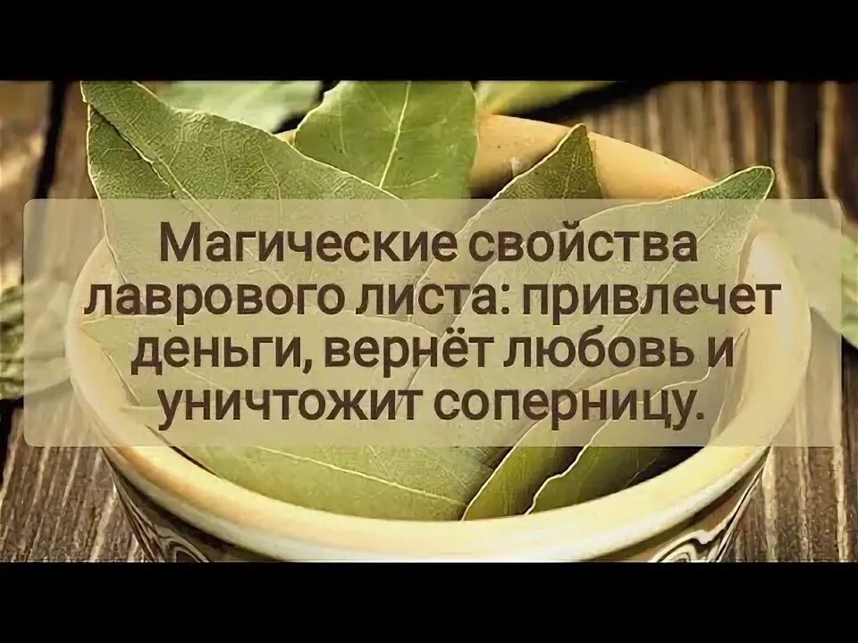 Лавровый лист для привлечения денег и удачи. Лавровый лист магические свойства для привлечения. лавровый лист в магии. лавровый лист для привлечения денег. лаврушка в кошельке для привлечения денег.