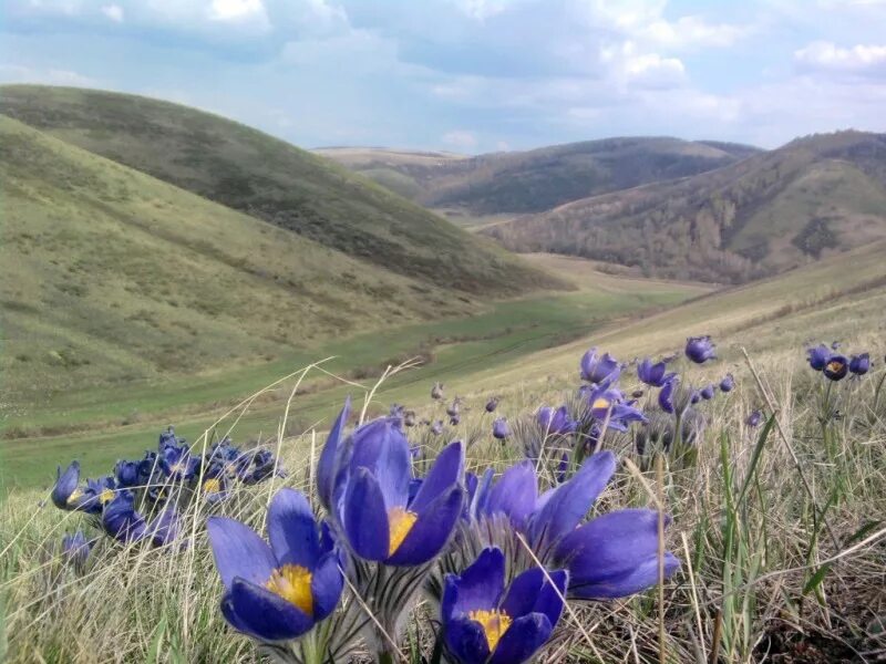 Родной край оренбургская область. Природа Оренбуржья. Природа Оренбургского края. Степи Оренбургской области. Оренбург природа.