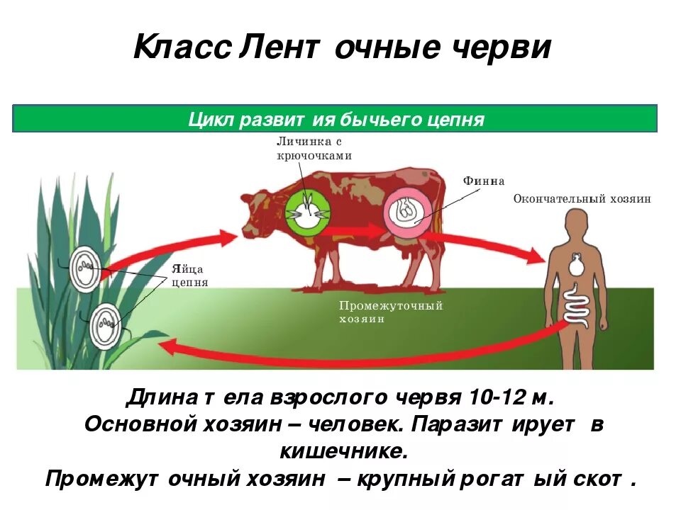 Какое развитие у бычьего цепня. Бычьи цепни цикл развития. Ленточные черви цикл развития бычьего цепня. Ленточные черви жизненный цикл бычьего цепня. Жизненный цикл ленточных червей 7 класс биология.