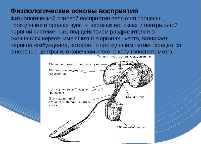 Физиологические основы восприятия. Физиологический процесс восприятия. Физиологические основы восприятия в психологии. Восприятие в психологии презентация.