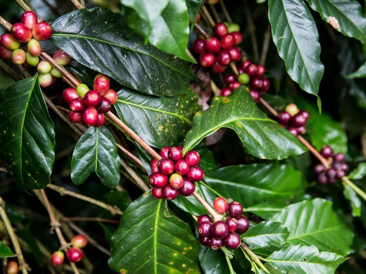 Кофе Аравийское растение. Кофе Арабика растение. Кофейное дерево Аравийское Coffea Arabica. Кофе Аравийский комнатное растение. Кофейное дерево уход в домашних