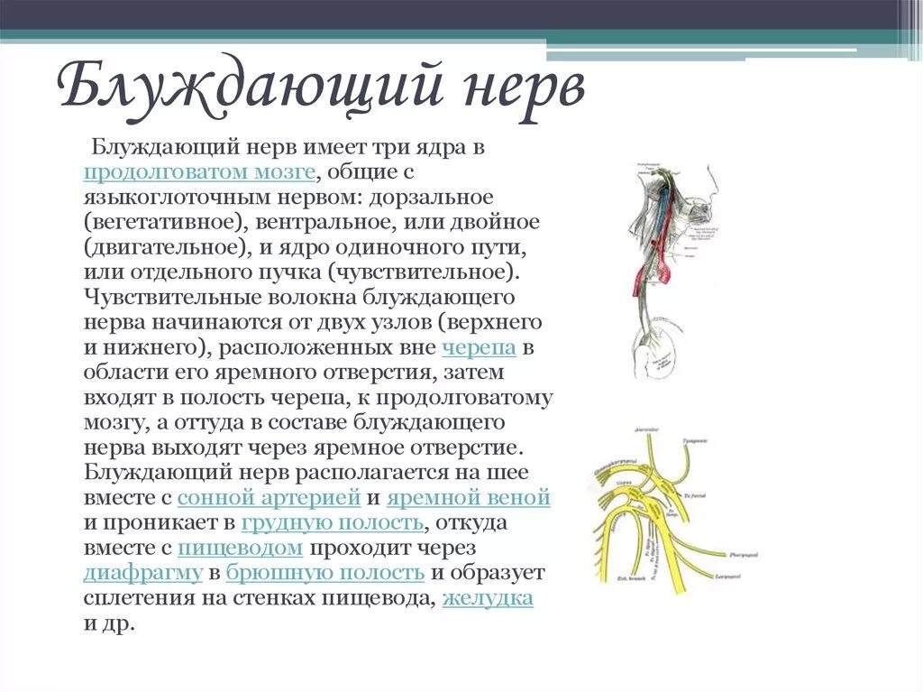 Поражение блуждающего нерва. Симптомы поражения блуждающего нерва нерва. Паренхиматозный неврит блуждающего нерва. Блуждающий нерв nervus Vagus. Симптомы сдавления блуждающего нерва.