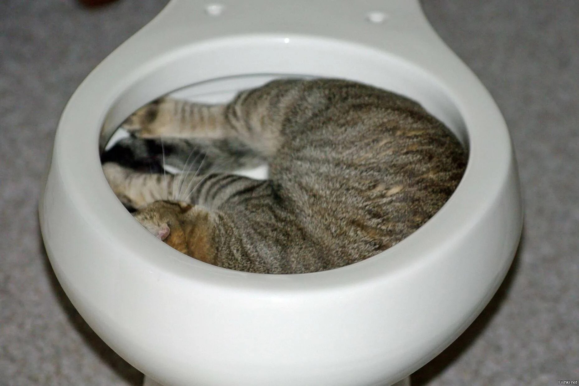 Как часто какают коты