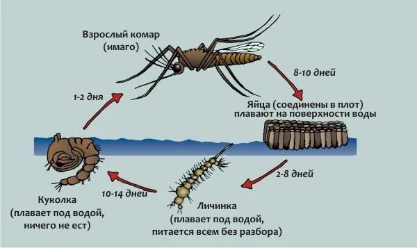 Сколько живут комары обыкновенные. Жизненный цикл комара Пискуна. Жизненный цикл комара обыкновенного. Стадии развития комара. Цикл развития комаров кратко.