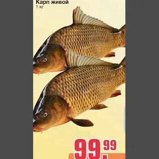 Живые карпы оптом