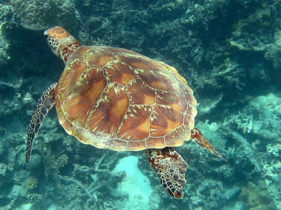 Какой группе морских обитателей относится морская черепаха. Щитоногая черепаха. Суповая черепаха. Морская черепаха. Суповая черепаха панцирь.