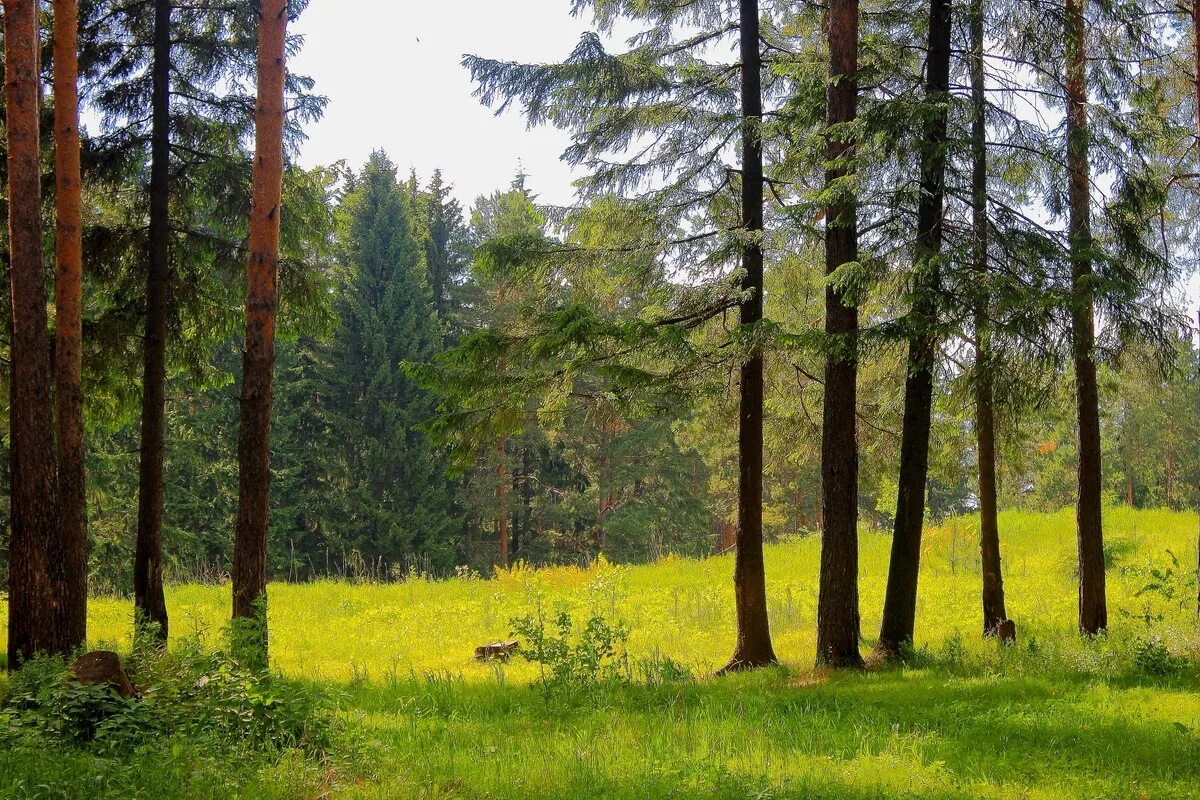 парк белые пески в сосновом бору. лесная опушка лагерь подмосковье. сосновая поляна спб. маленькие сосны на поляне. сосновая поляна санкт-петербург.