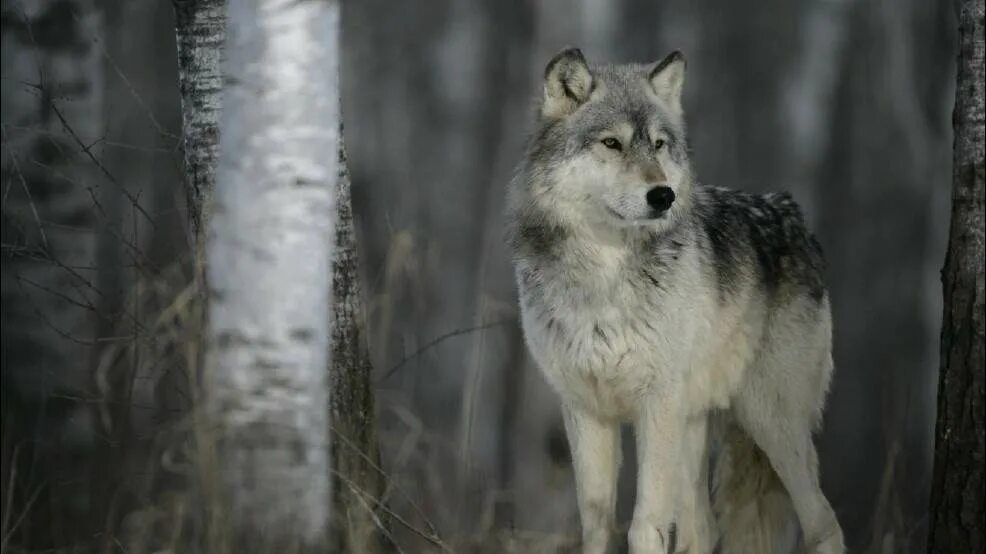 волк обманывает