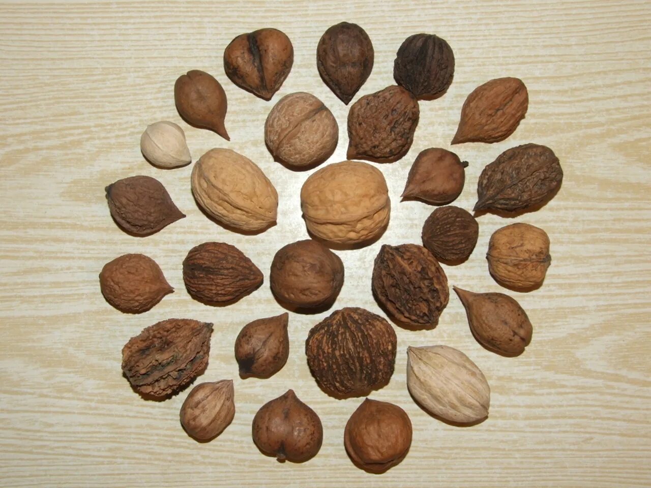 Орехи по цвету какие. Семена грецкого ореха. Орех черный, Juglans nigra. Чекалкин орех. Орех Зибольда.