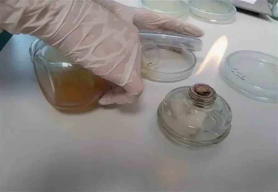 взятие смывов с оборудования. смыв микробиология. исследование смывов с рук. взятие мазка на бактериоскопическое исследование. чашка петри с содержащейся средой эндо.