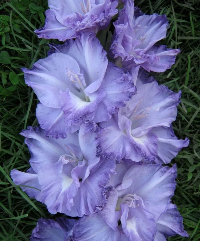 Гладиолус голубой экспресс дыбов. Голубые гладиолусы сорта. Гладиолус синий. Гладиолус голубой. Голубые гладиолусы сорта.