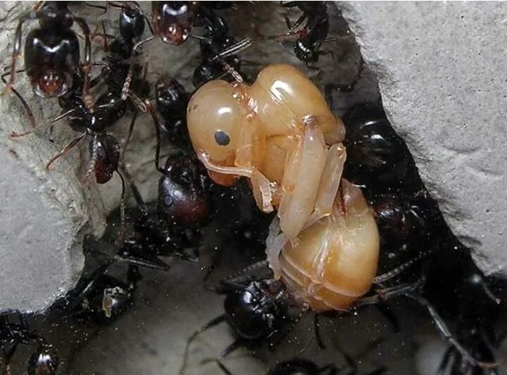 Как появляется матка у муравьев. Messor barbarus матка. messor structor личинки. красногрудый муравей жнец. яйца муравьев жнецов.