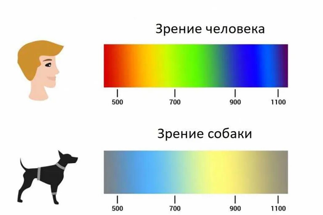 Ночное зрение у собак. Зрение собаки и человека. Спектр зрения собаки. Какие цвета видят собаки. Цветовое зрение собак.