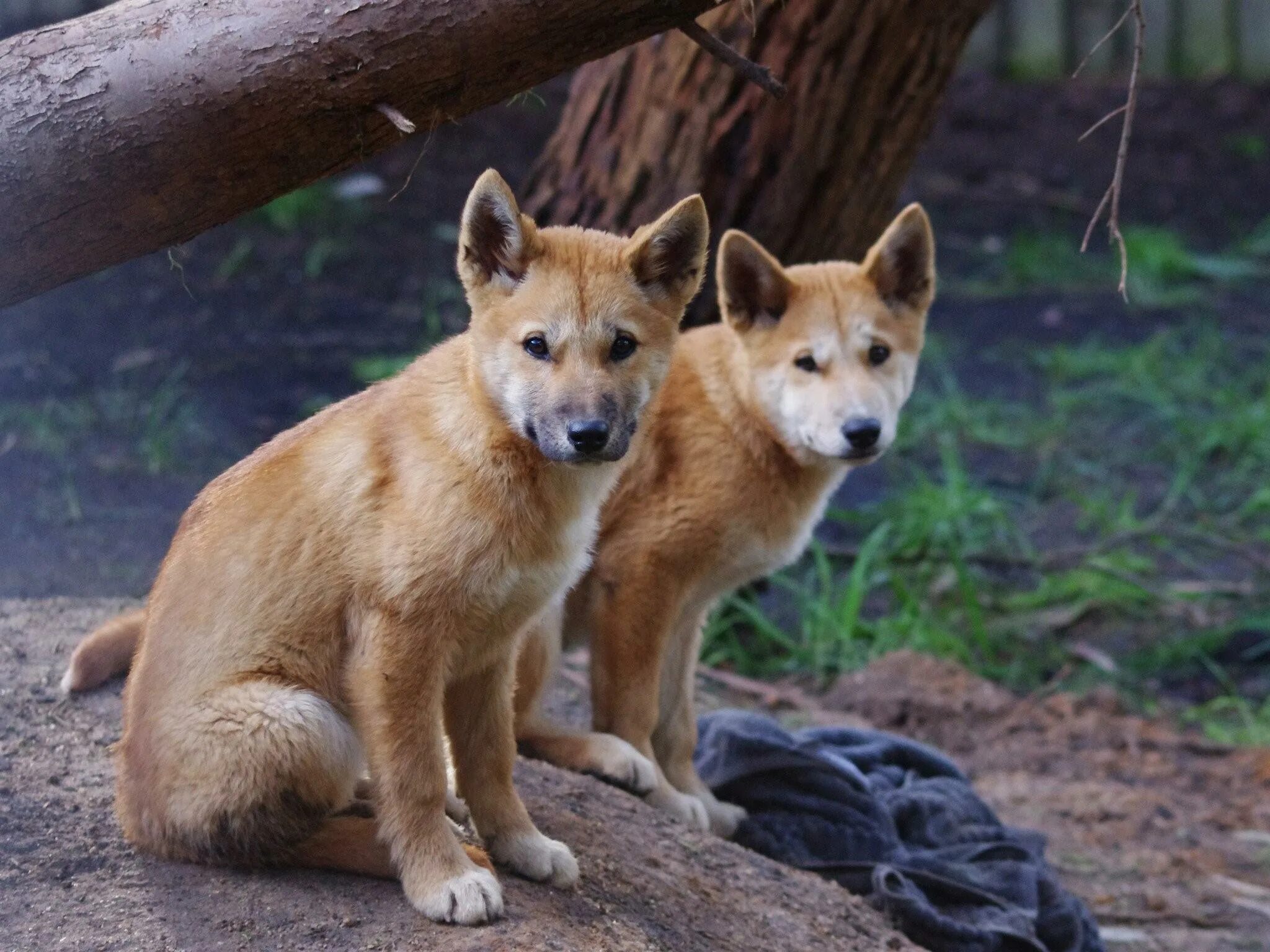 Собака динго дикая динго. Животные австралии динго. Первая собака динго. Дикая собака динго. Собака динго.