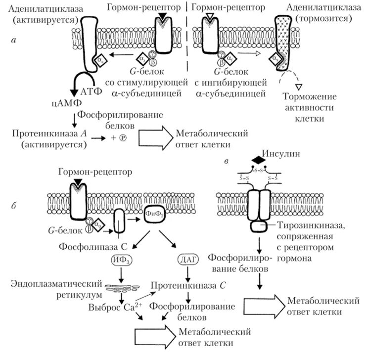 Обработка клеточной массы гормонами высаживание изолированных. Взаимодействие гормона с рецепторами клеток-мишеней. Схема мембранной рецепции гормона. Взаимодействие гормонов и клеток мишеней схема. Схема действия гормонов через ЦАМФ.