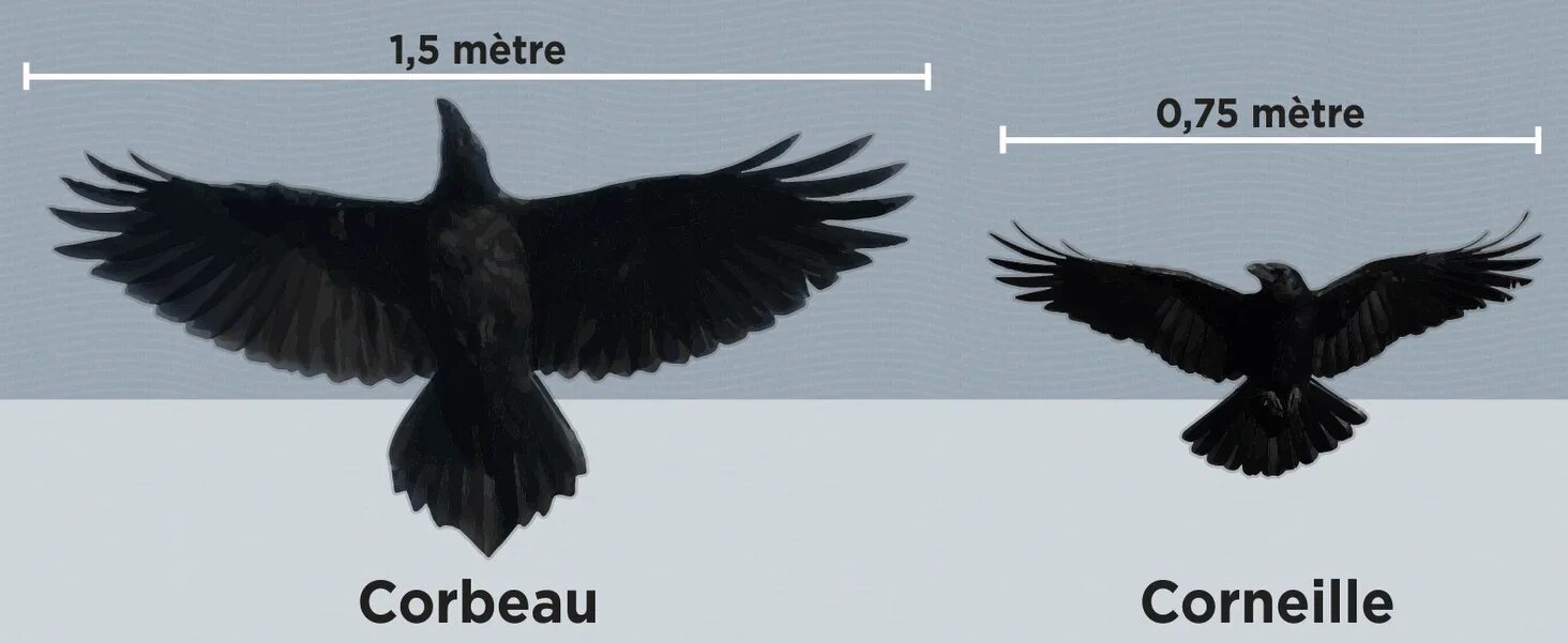 Ворон какой размер. Crow raven разница. ворон по сравнению с человеком. черный ворон в сравнении с человеком. crow and raven differences.