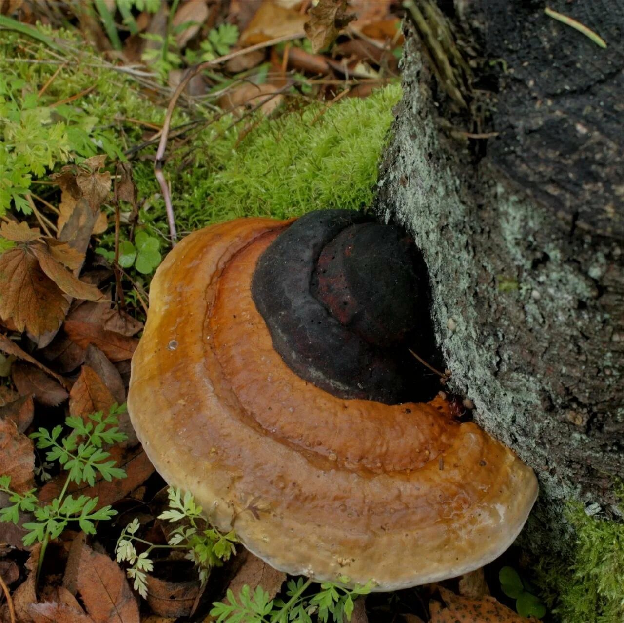 Класс трутовики. Трутовик окаймленный Fomitopsis pinicola. Fomitopsis pinicola - трутовик Сосновый. Трутовик Сосновый (окаймленный трутовик). Трудовик окаймленный трутовик.