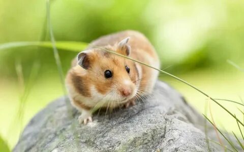 Хомяк великого северного герцога
