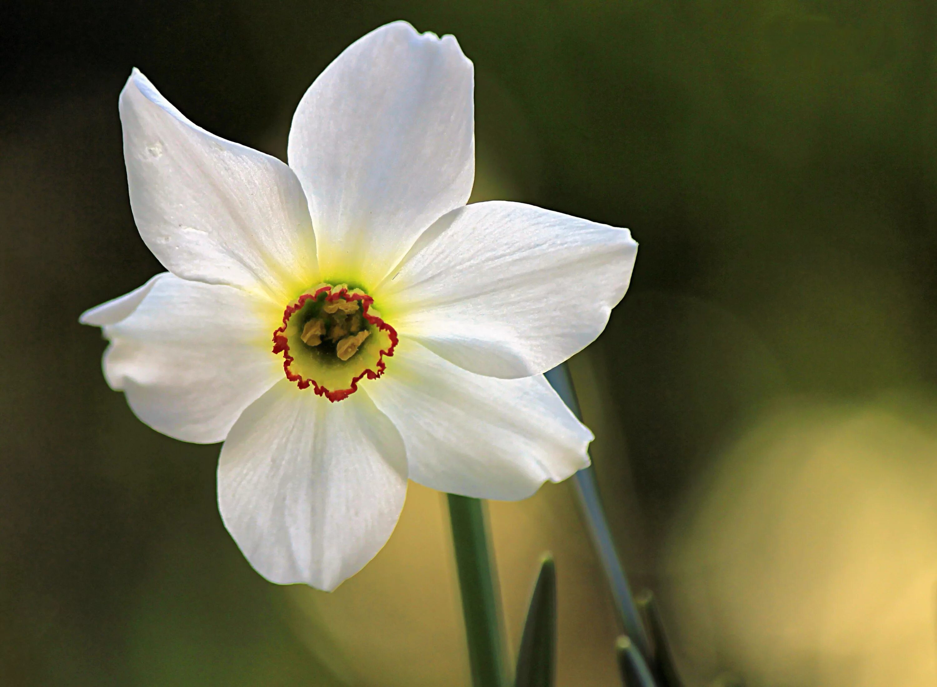 Название цветка нарцисс. Нарцисс Дездемона. Нарцисс Уайт Чирфулнесс. Нарцисс мелкоцветковый белый. Mount Hood Нарцисс.