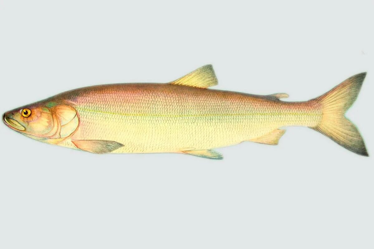 Нельма рыба. Нельма Stenodus leucichthys Nelma. Белорыбица (Stenodus leucichthys). Белорыбица Нельма. Рыба нельма описание