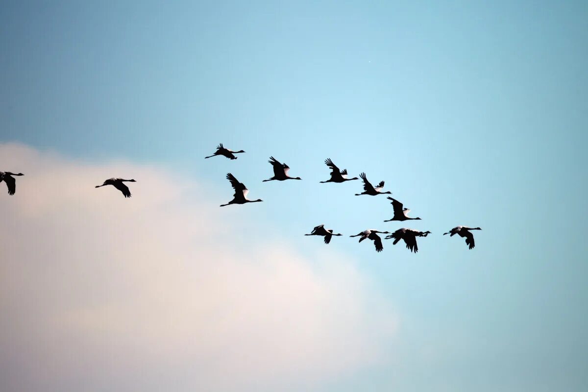 стая журавлей. соколов микитов улетают журавли. лебеди летят. стая журавлей. перелетные птицы клин косяк.