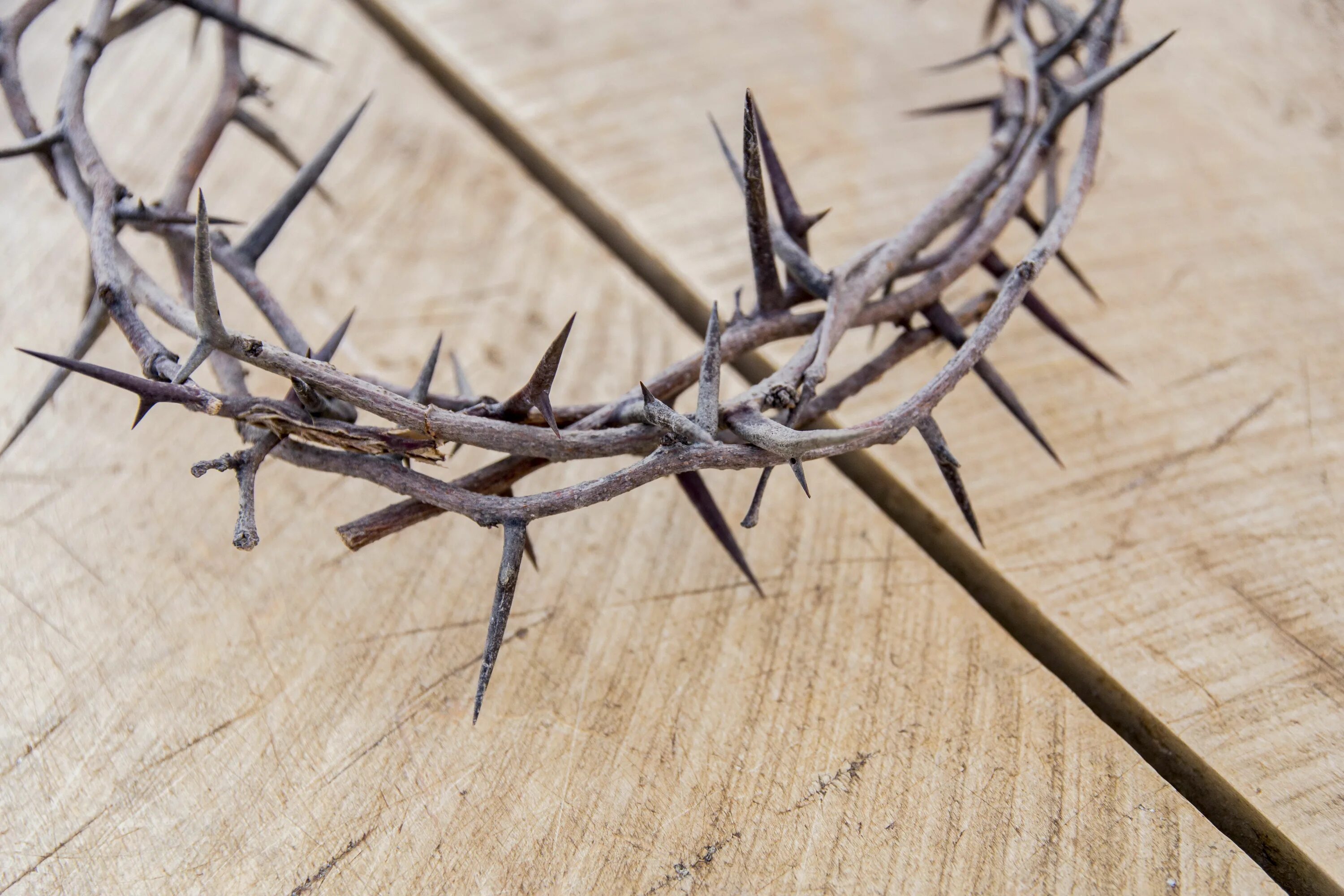 Thorny plant. Терновый венок иисуса христа. Protection thorns. Куст с большими шипами. Терновник лоза.
